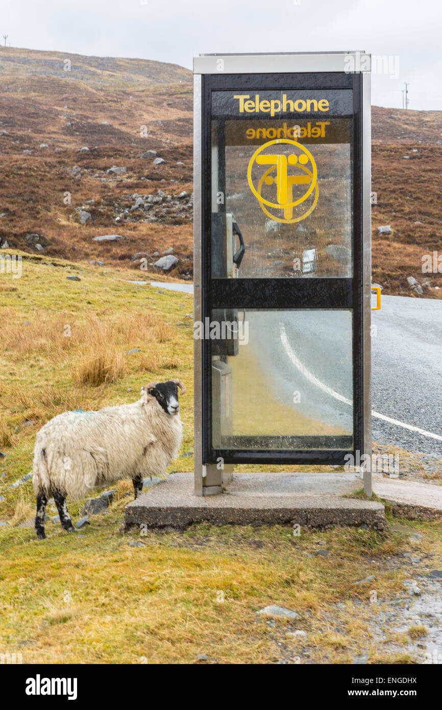 A sheep waiting by a BT phone box on the island of Harris in Scotland Stock Photo