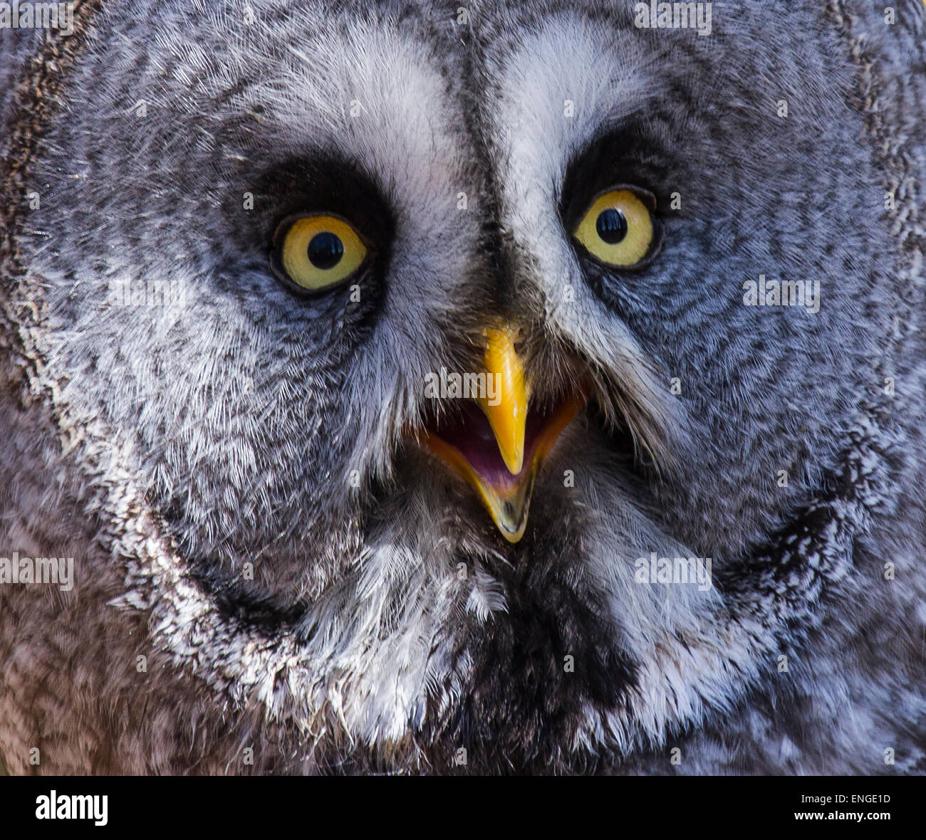 Owl face hi-res stock photography and images - Alamy