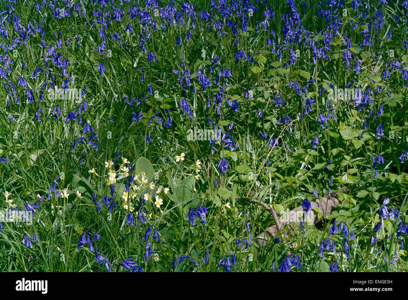 English bluebells and false oxlip in  Cambridgeshire woodland Stock Photo