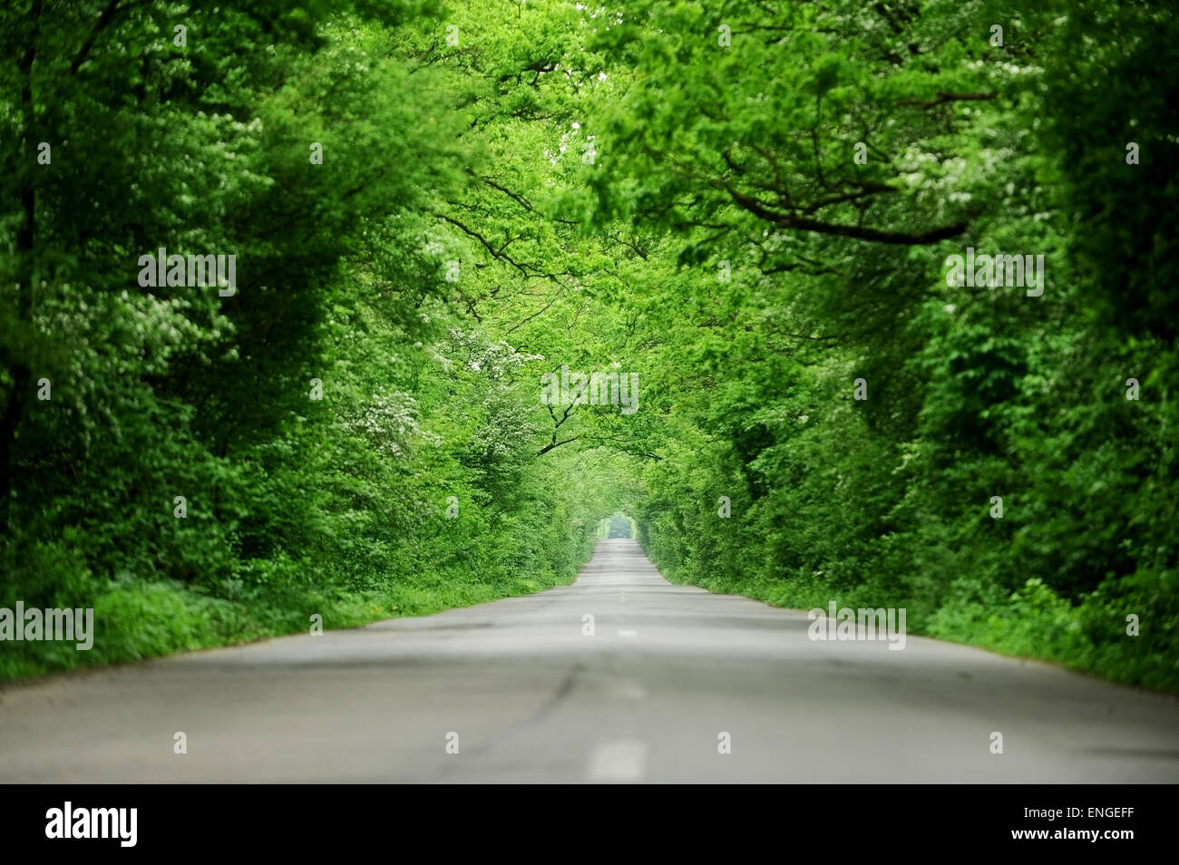 Two lane empty asphalt road through a forest resembling a tree tunnel Stock Photo