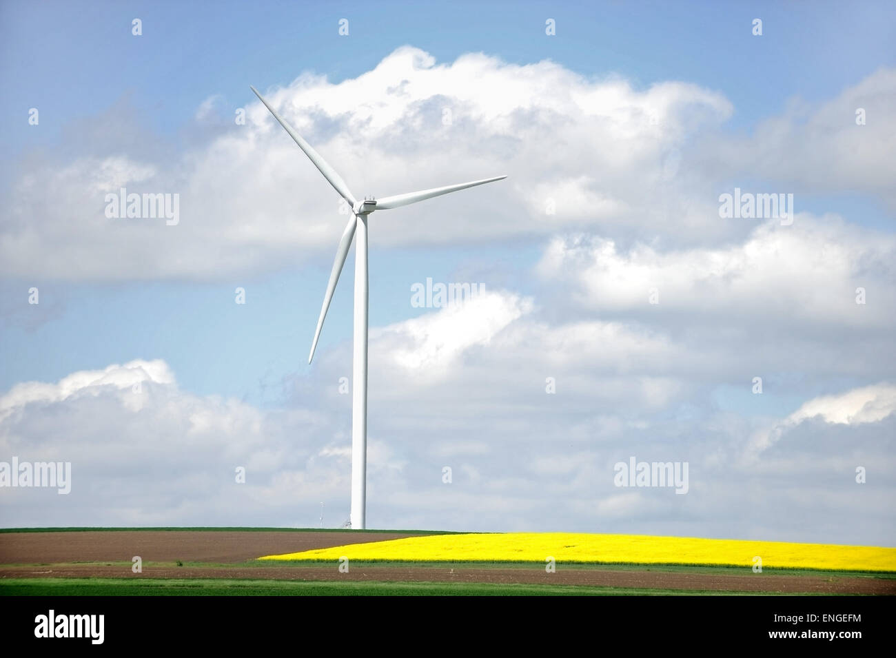 Isolated wind turbine near a field of rapeseed flowers in springtime Stock Photo