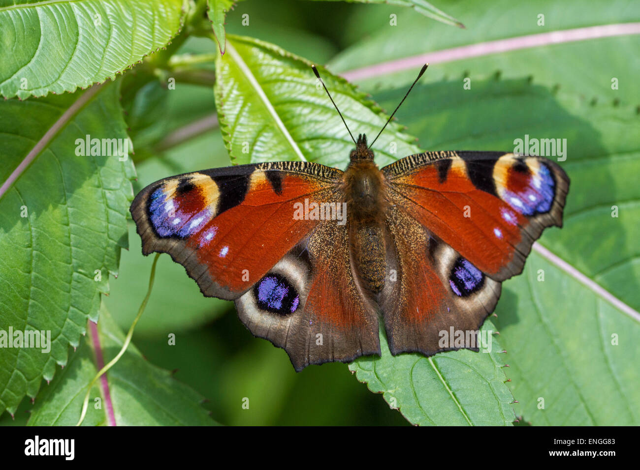 European peacock butterfly (Aglais io) on leaf Stock Photo