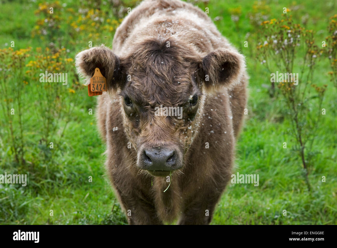 Galloway Cattle (Bos taurus galloway) cow in meadow with fur covered in flower seeds Stock Photo