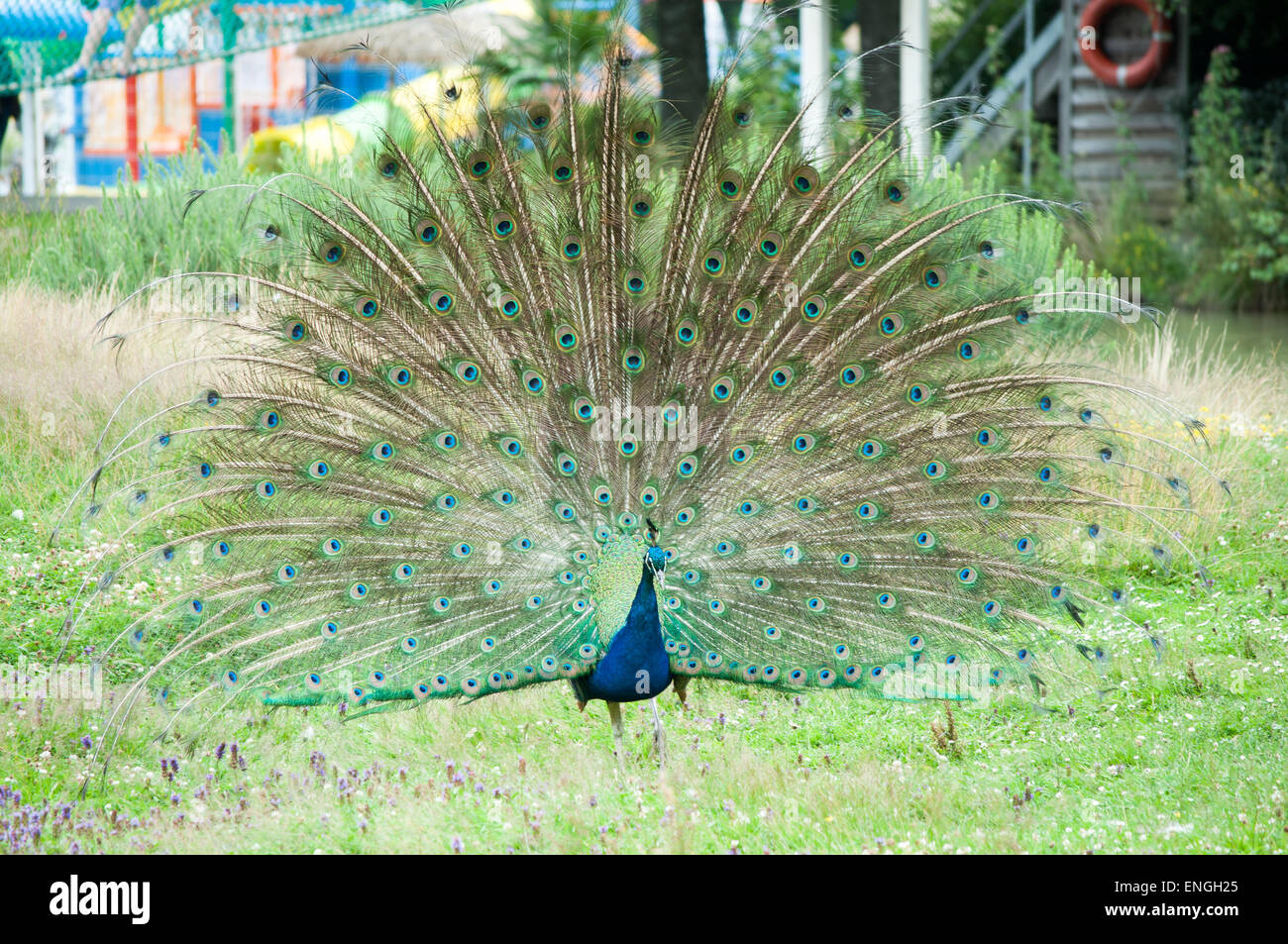 Peacock in a field deploying its magnificent tail Stock Photo