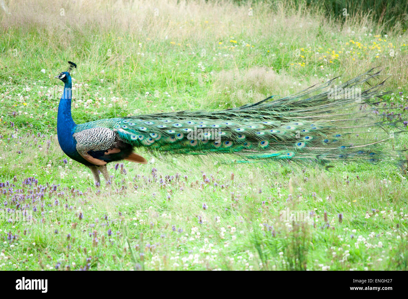 Peacock walking in a field with its tail closed Stock Photo