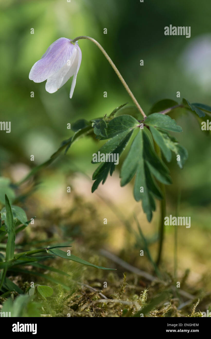 Wood Anemone; Anemone Nemorosa Stock Photo Alamy