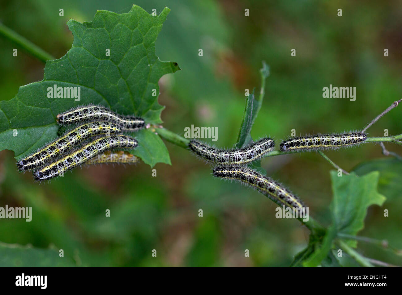 Caterpillars of large white butterfly (Pieris brassicae) eating leaf Stock Photo