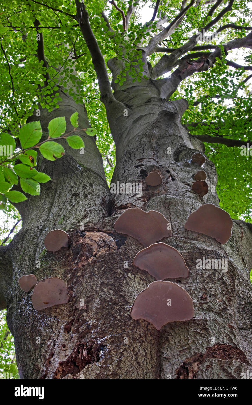 Tinder fungi (Fomes fomentarius / Polyporus fomentarius) growing on tree trunk in forest Stock Photo