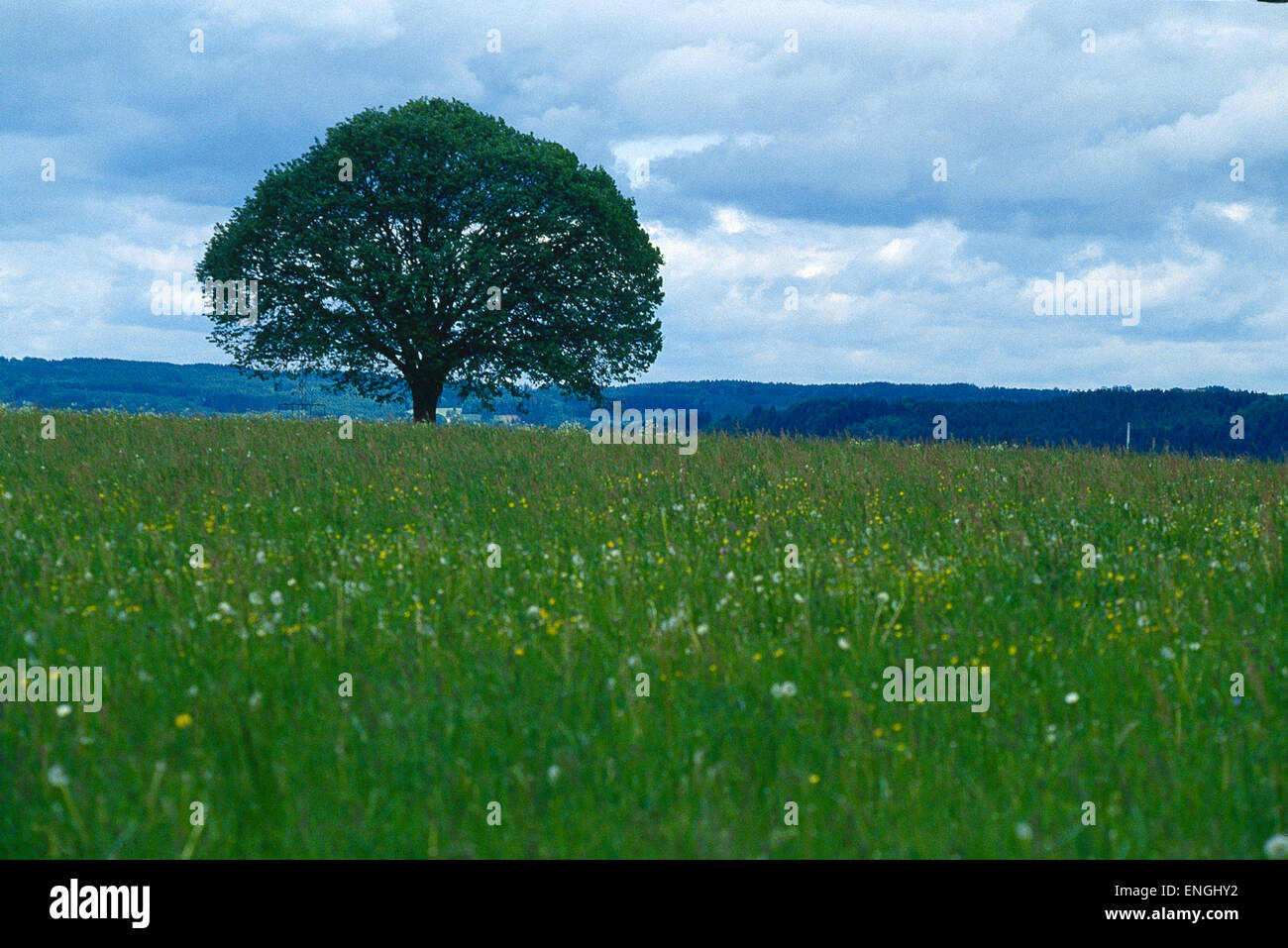 Einzelner Baum auf Sommerwiese Stock Photo