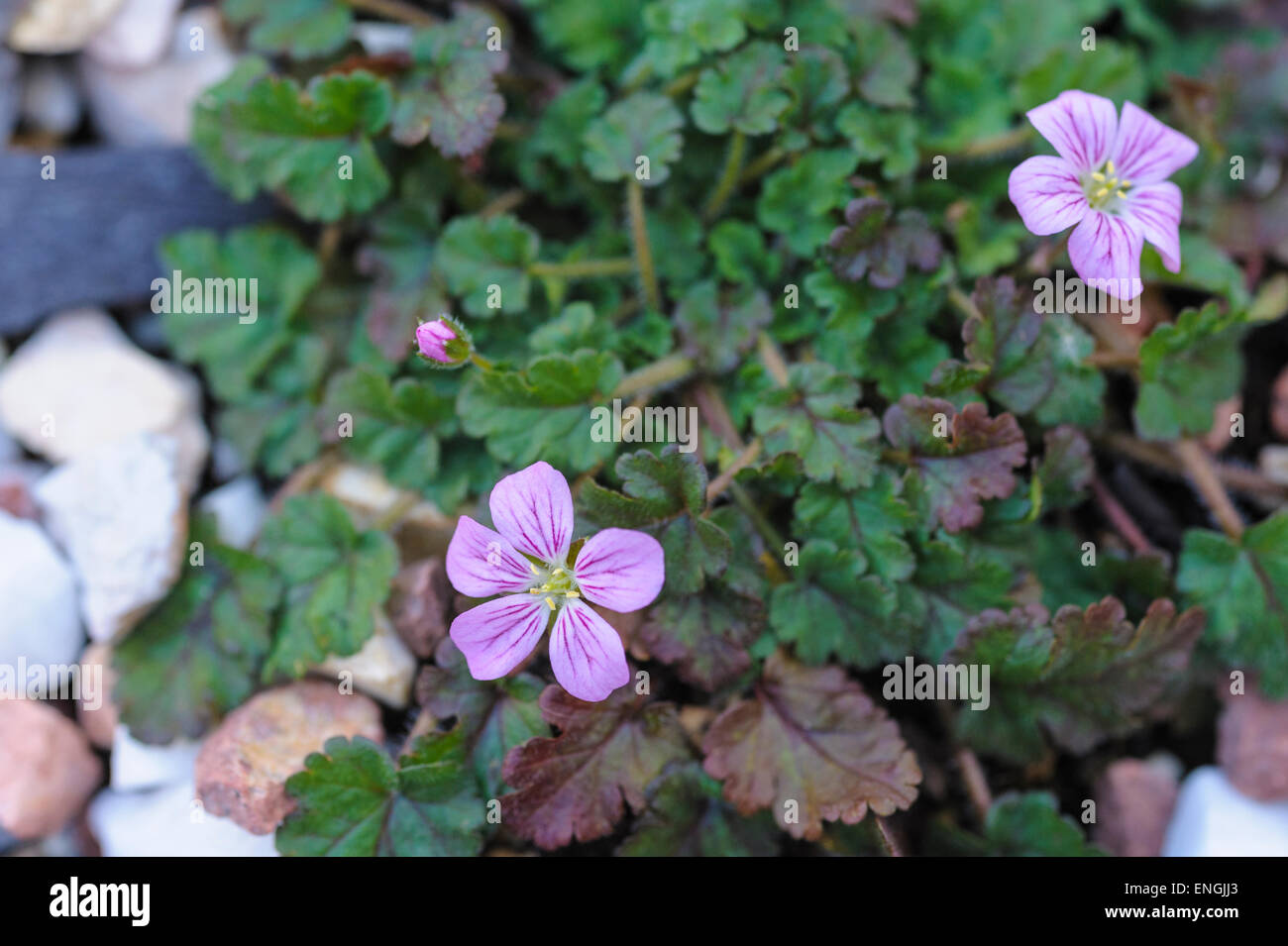 Erodium variabile Flora Pleno Stock Photo