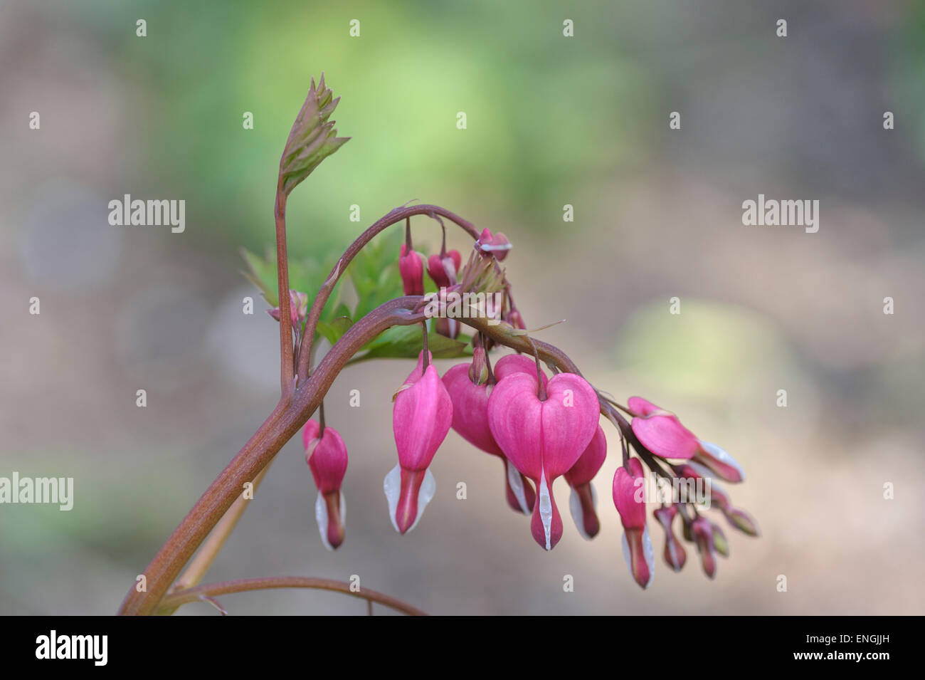 Dicentra spectabilis, bleeding heart. Stock Photo