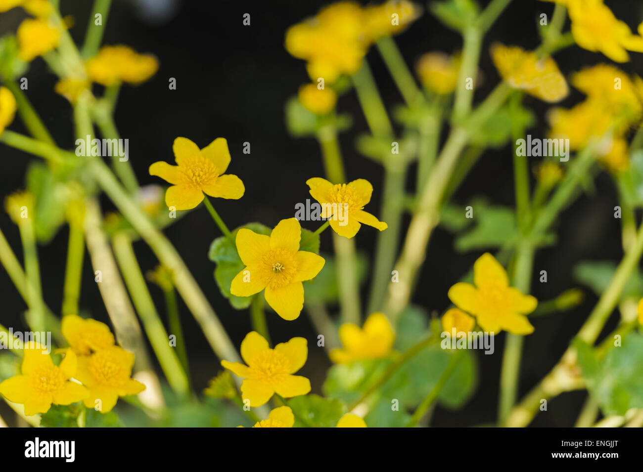 Caltha paulustris Stock Photo