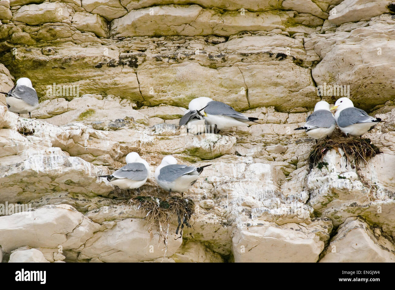 seagull nest nesting on chalk cliff cliffface face nests pairs mating sea gull gulls Stock Photo