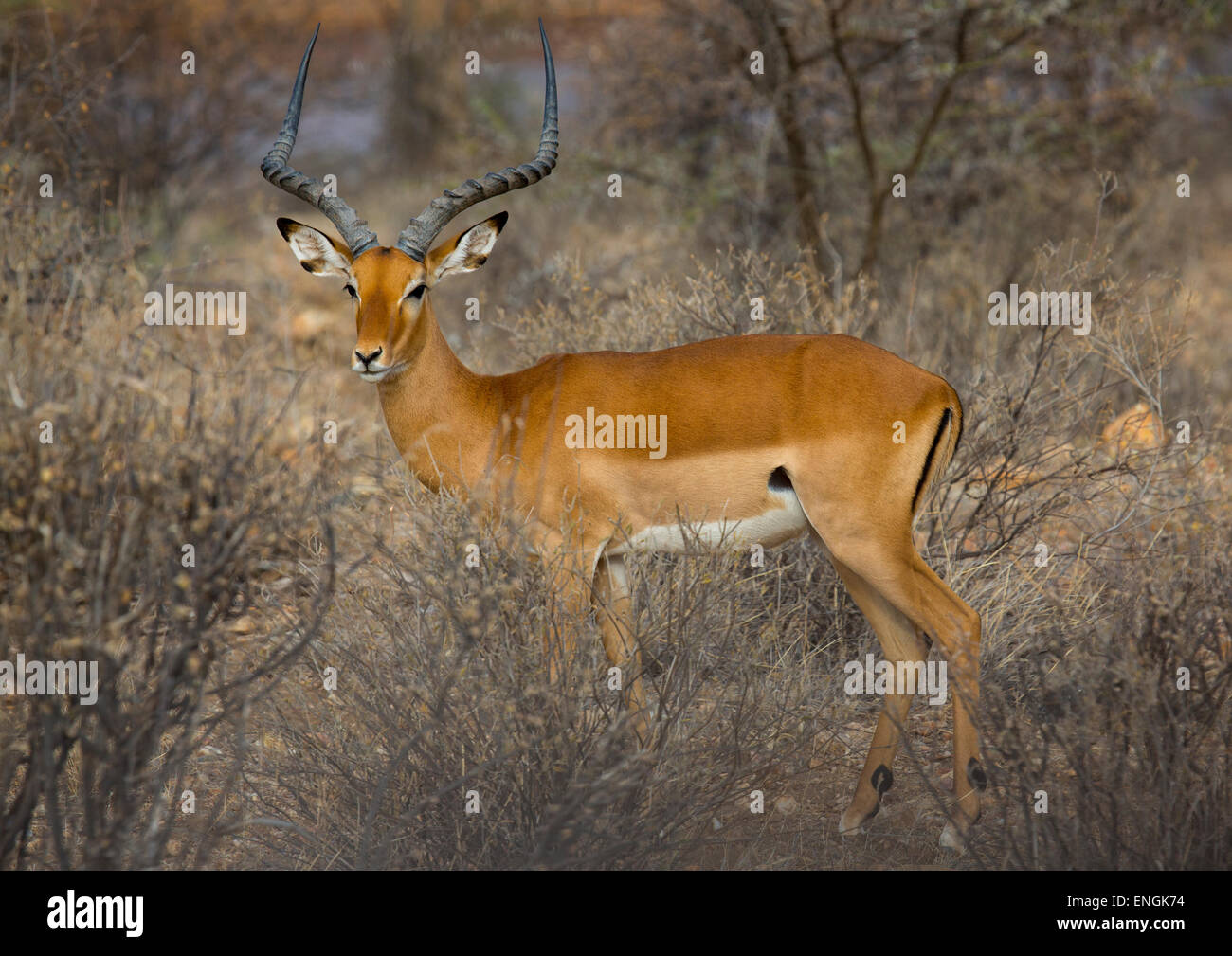 2014 Impala High Resolution Stock Photography and Images - Alamy