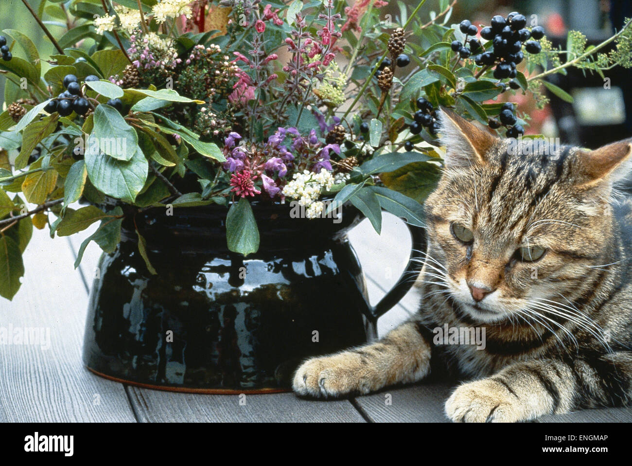 Getigerte Hauskatze auf Tisch neben Blumenvase Stock Photo