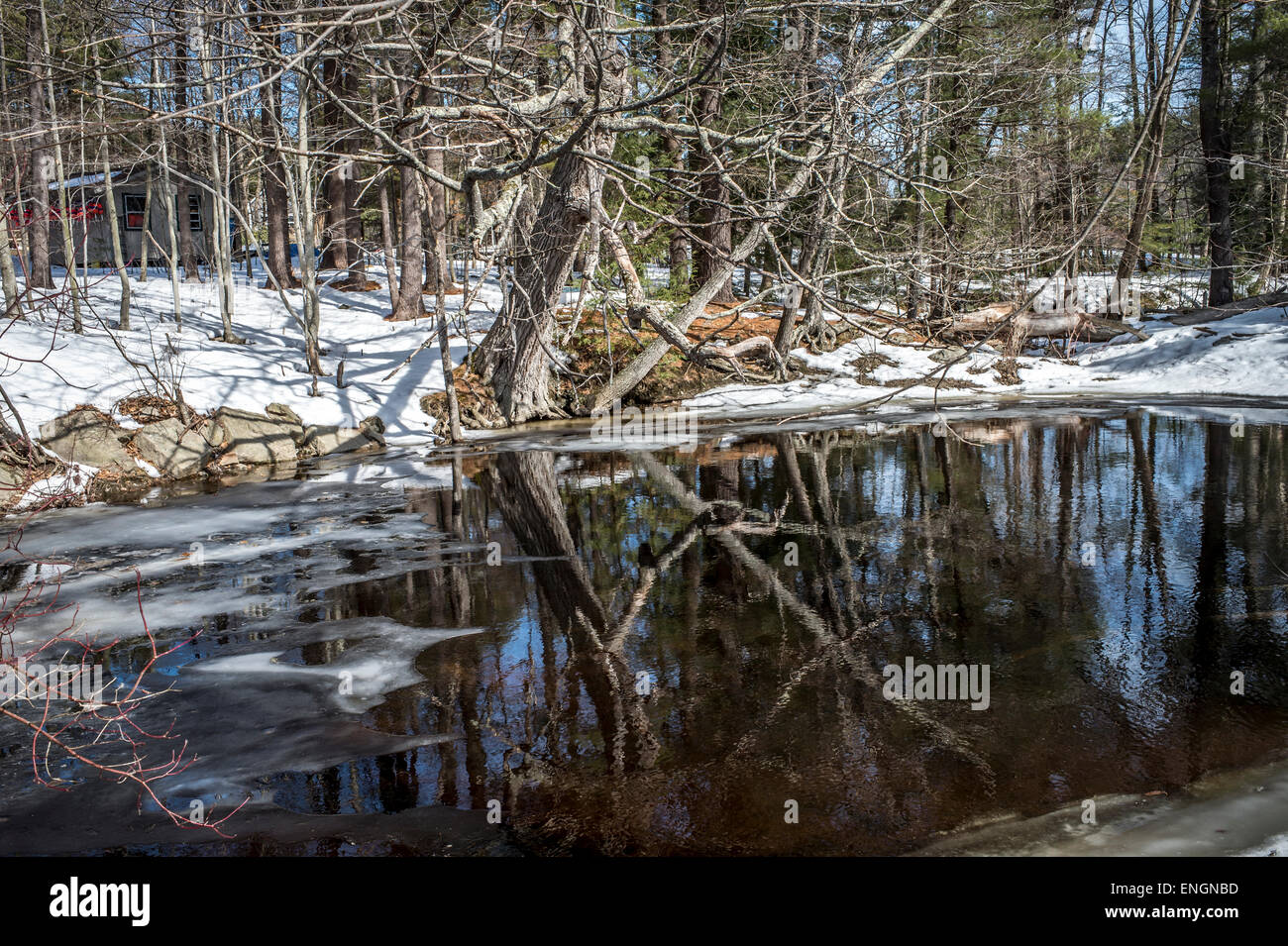 Now that Spring has come the snow, and ice covered streams start to melt nature begins it's new life. Stock Photo