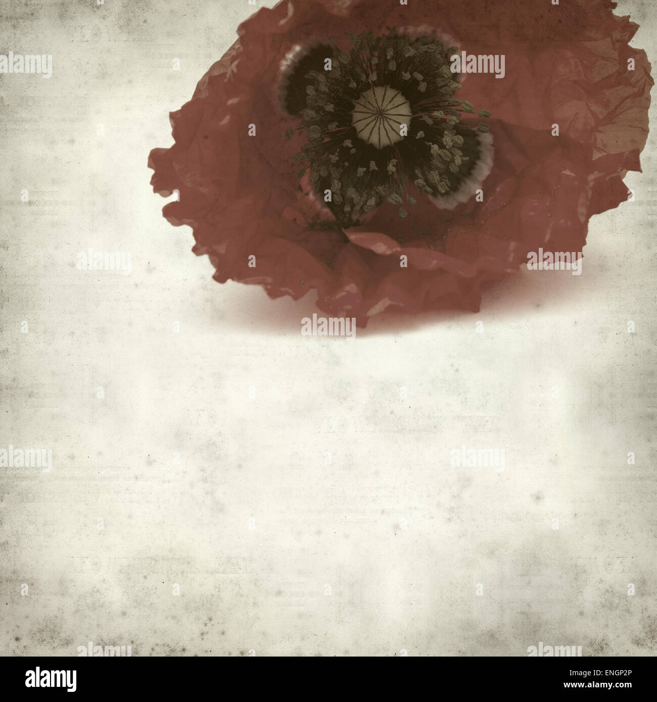 textured old paper background with red poppy Stock Photo - Alamy
