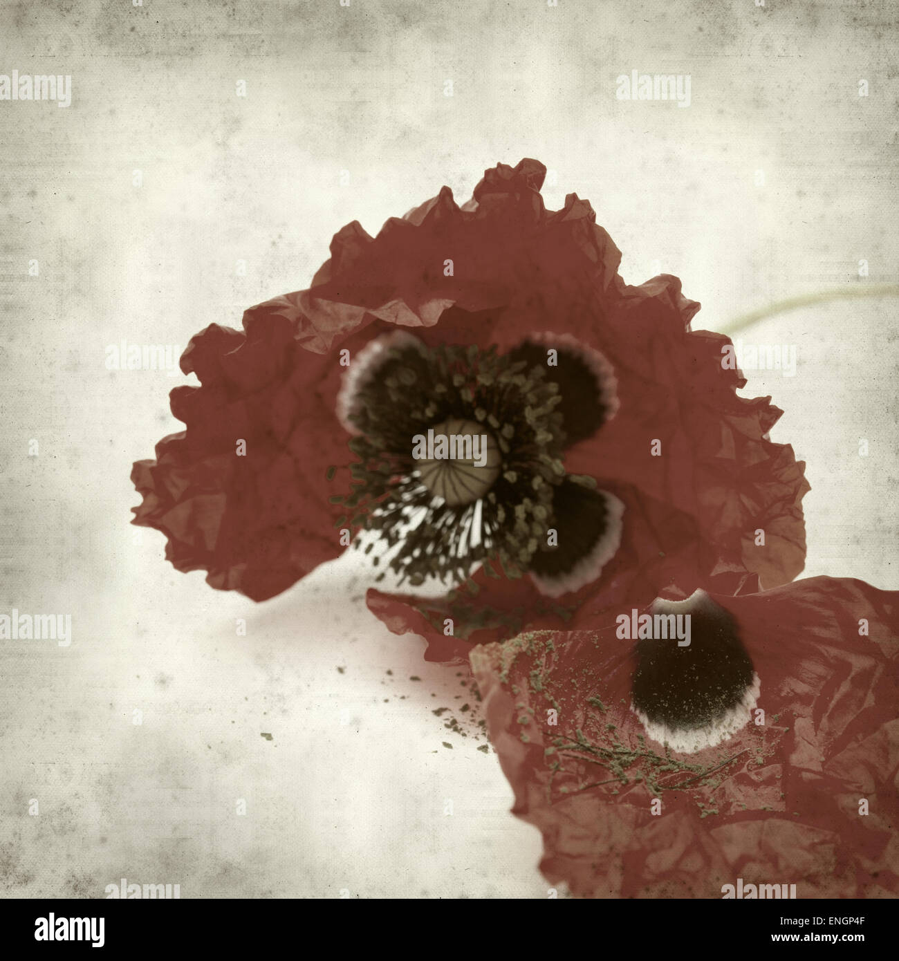 Dying Poppy Stock Photos & Dying Poppy Stock Images Alamy