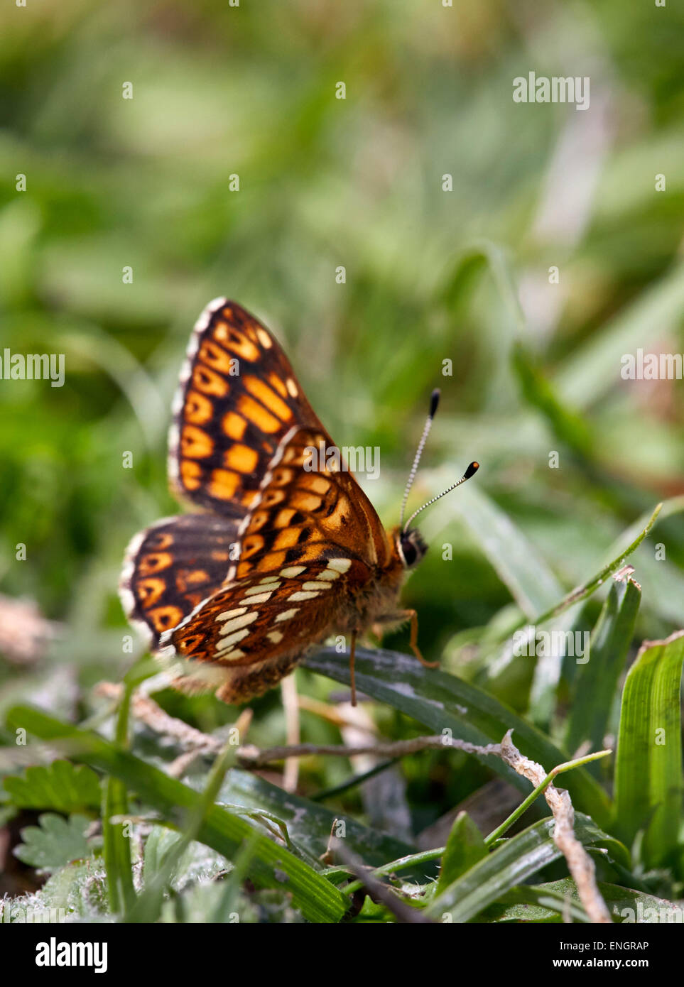 Duke of Burgundy butterfly (male). Noar Hill Nature Reserve, Selborne, Hampshire, England. Stock Photo