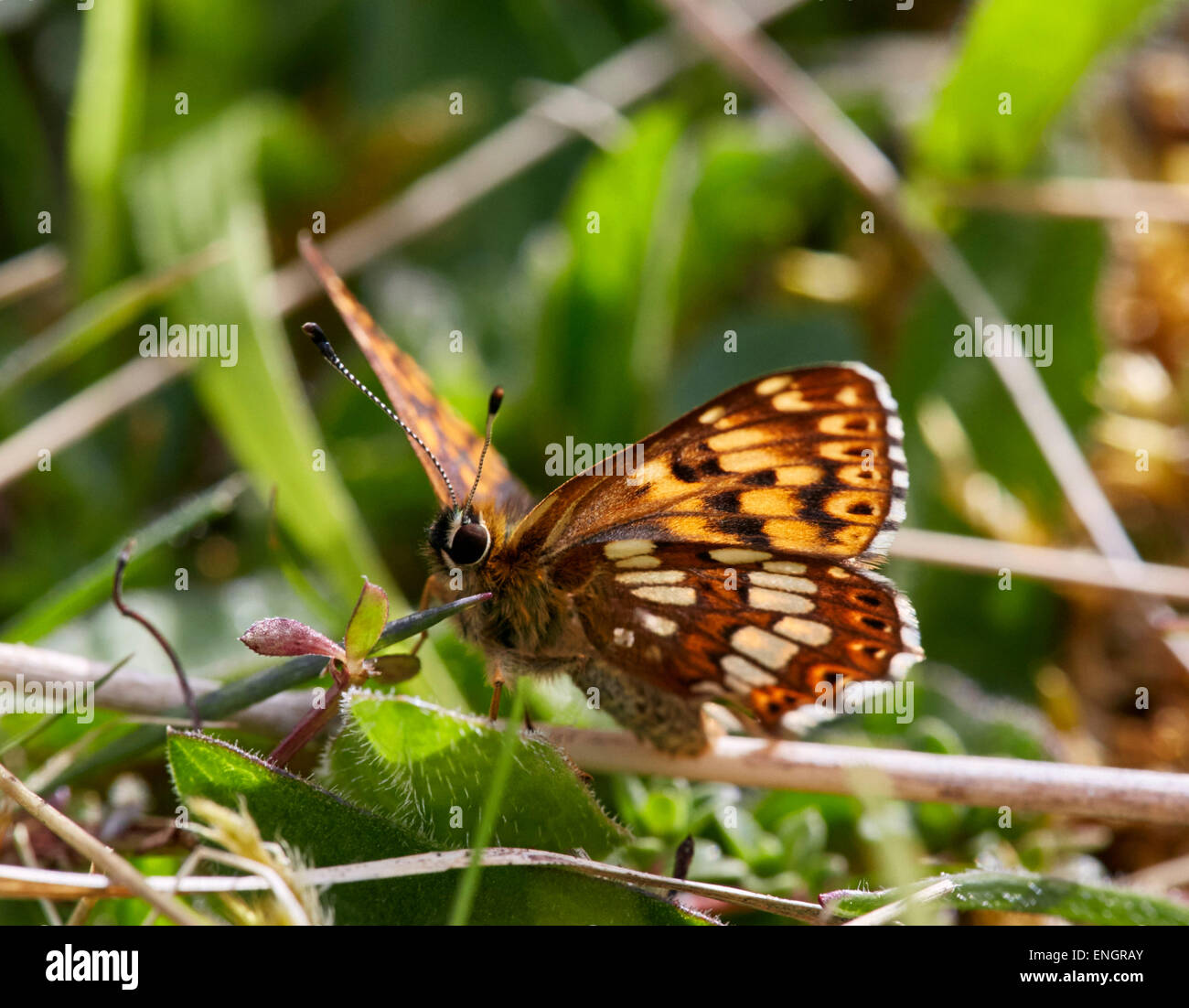 Duke of Burgundy butterfly. Noar Hill Nature Reserve, Selborne, Hampshire, England. Stock Photo