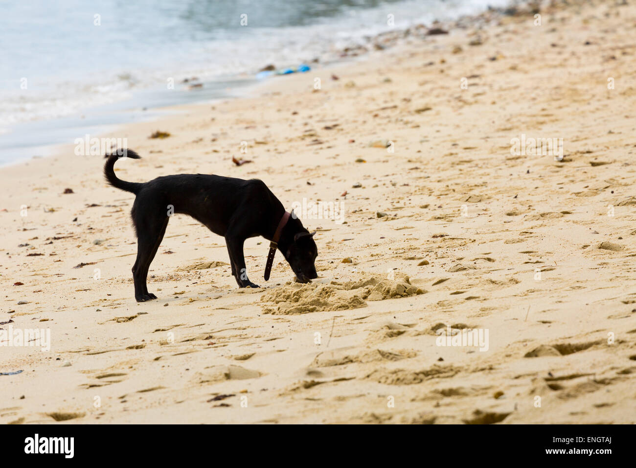 Lonely Dog on Bang Bao Beach on Ko Chang, Thailand Stock Photo