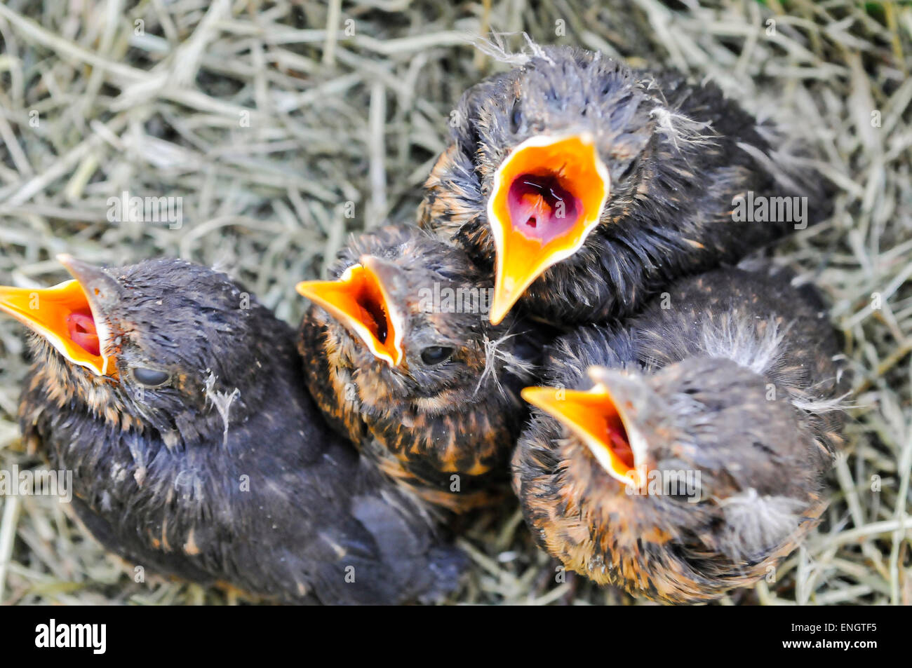 Songthrush chicks open their mouths for food in a nest Stock Photo