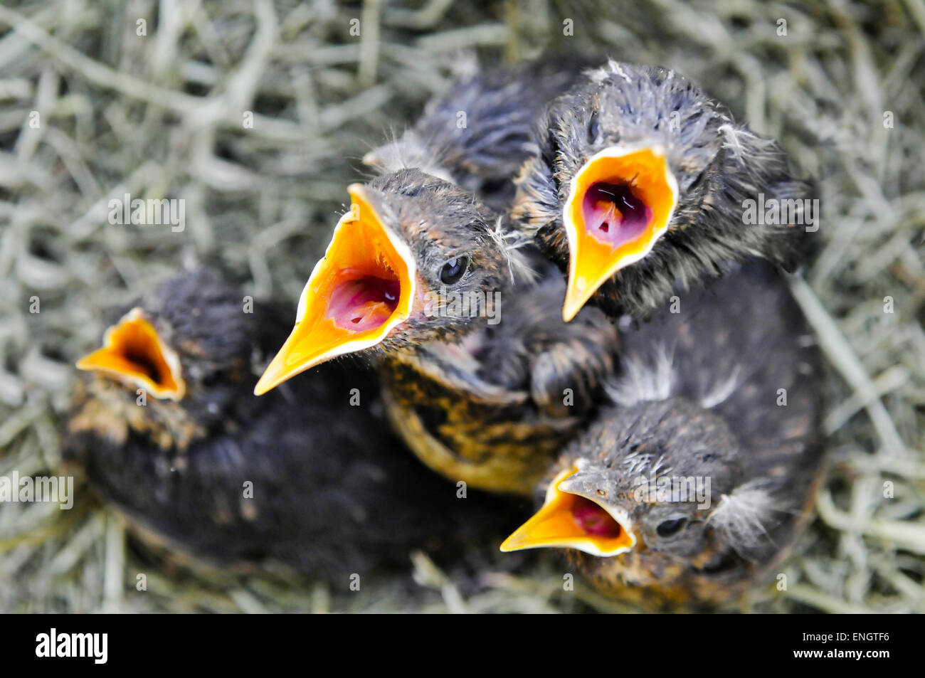 Songthrush chicks open their mouths for food in a nest Stock Photo