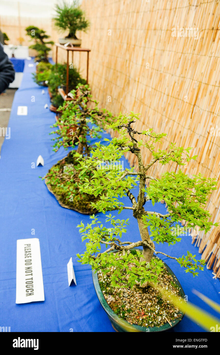 Bonsai display hires stock photography and images Alamy