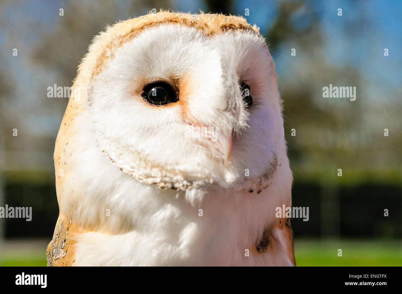 Irish barn owl Stock Photo Alamy