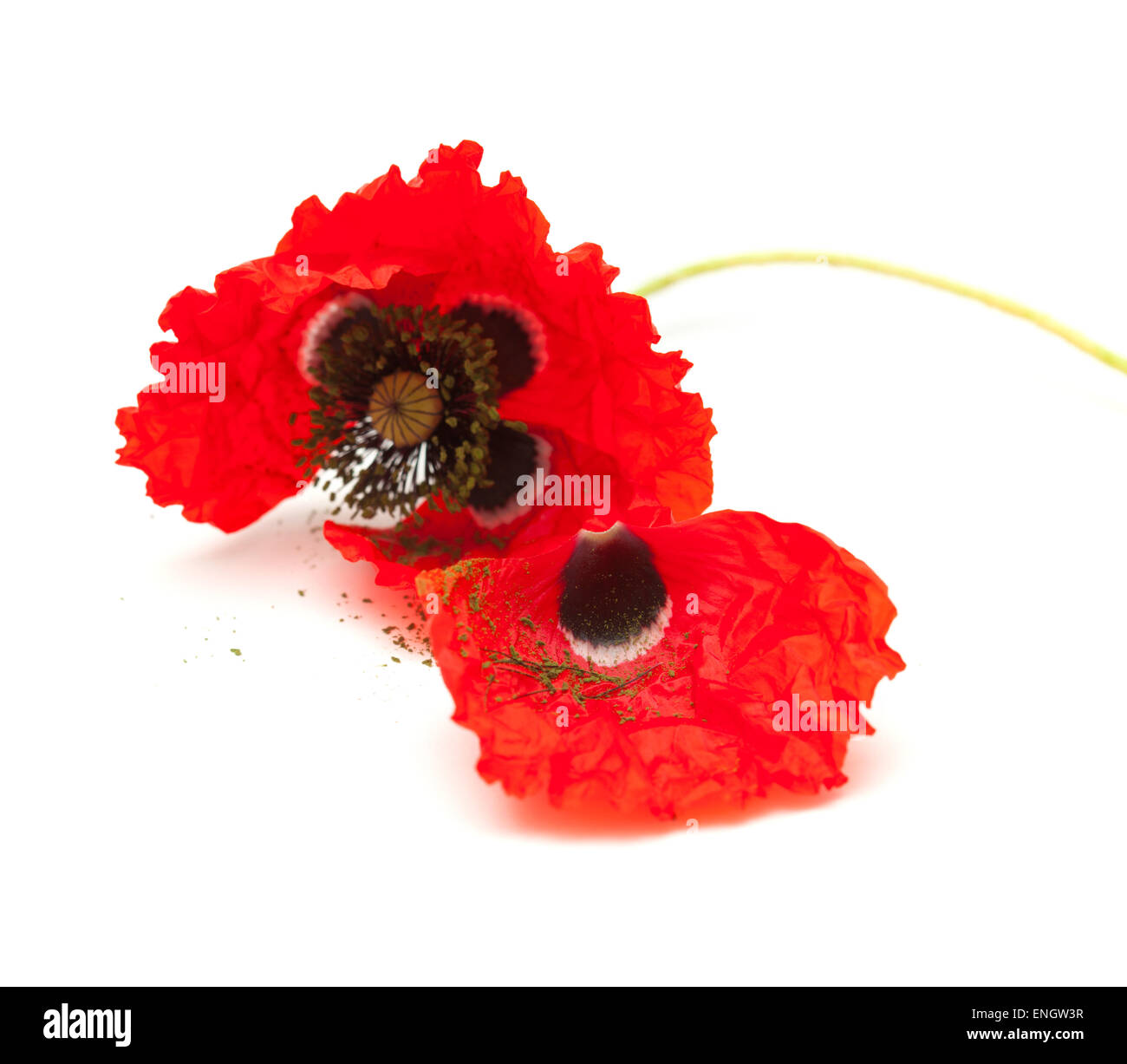 wilting red poppy isolated on white background, focus on the loose petal Stock Photo