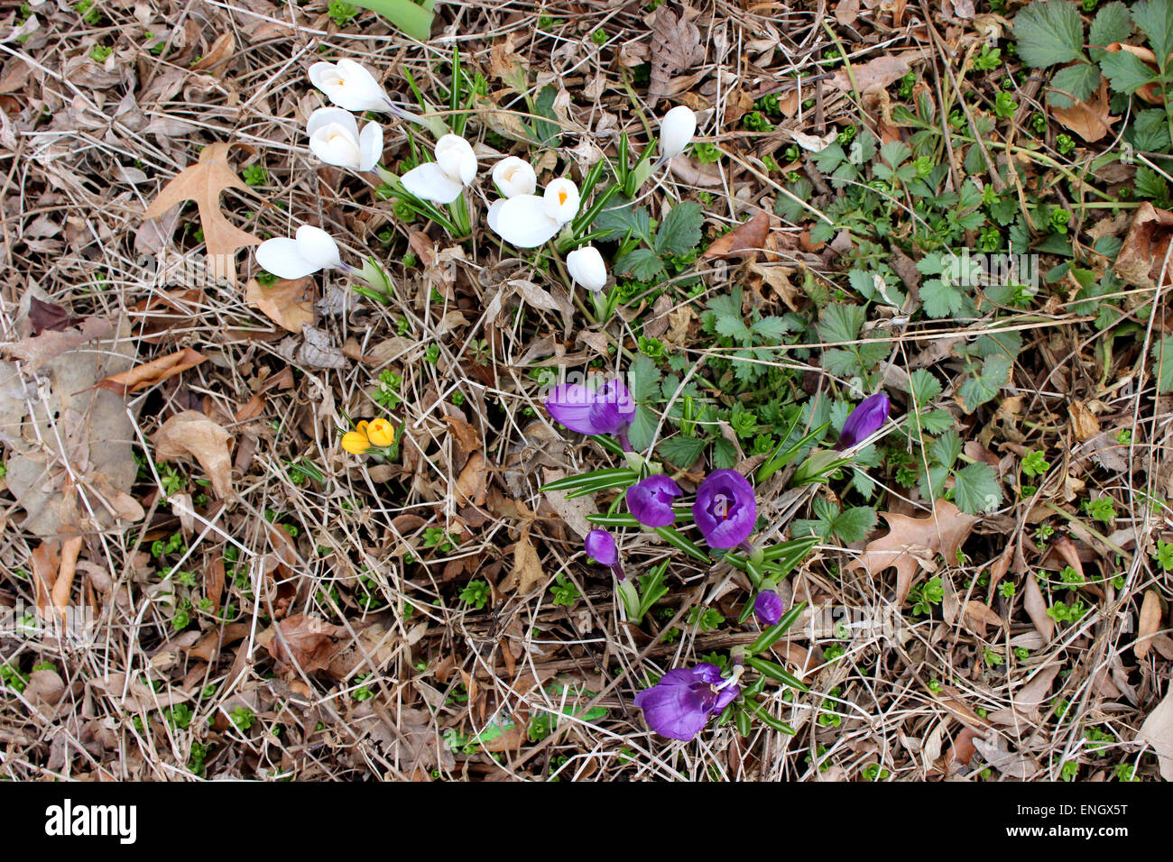 Colorful and delicate detail of the first wild flowers born in a Canadian spring after a cold winter Stock Photo