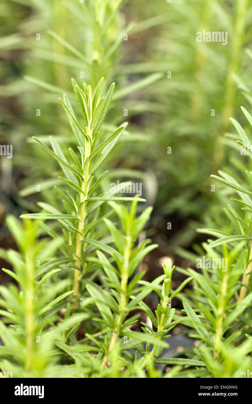 Organic Rosemary Plants Stock Photo Alamy