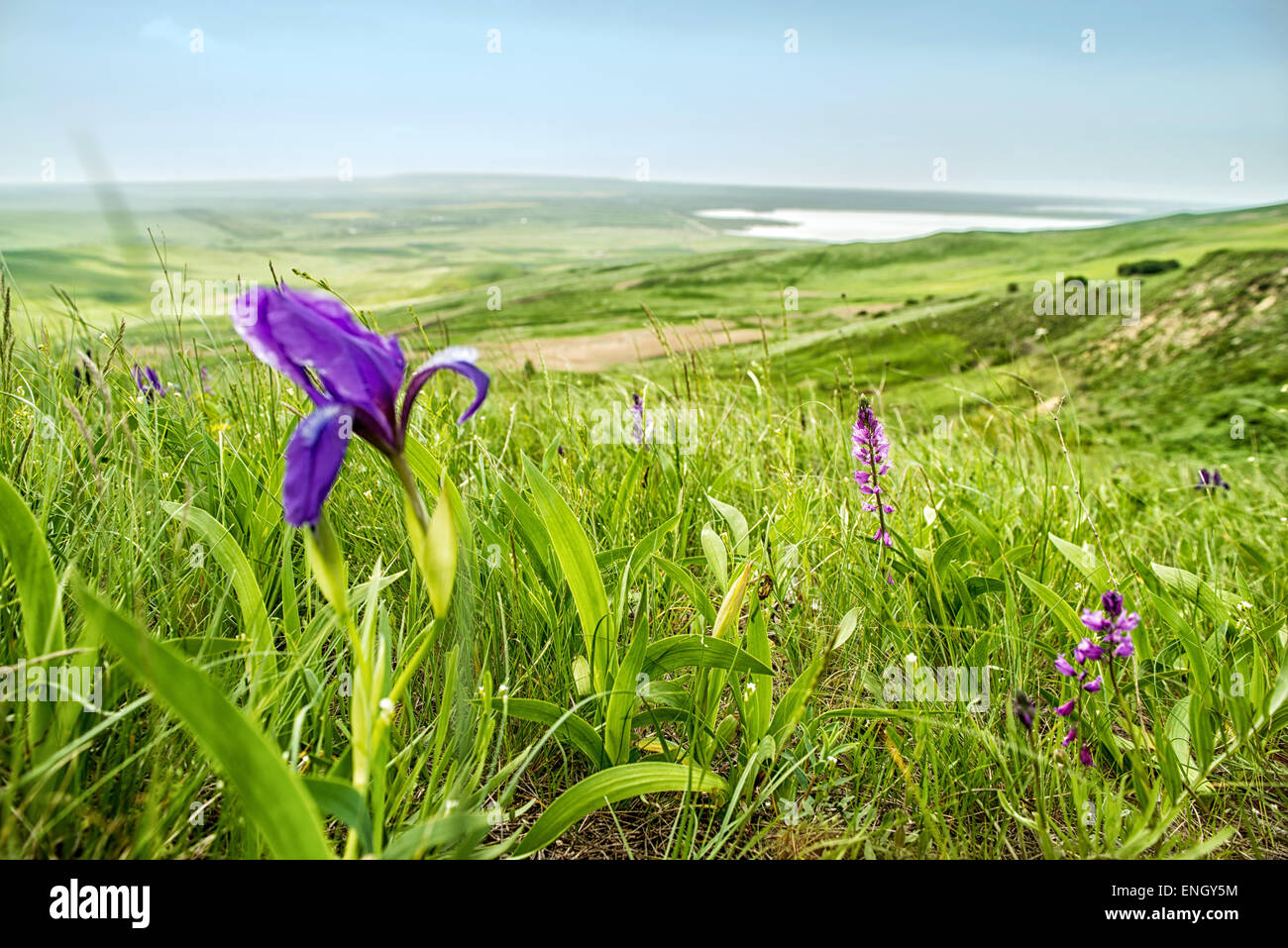Magic flowers in the mountains. Russia, Stavropol. Stock Photo