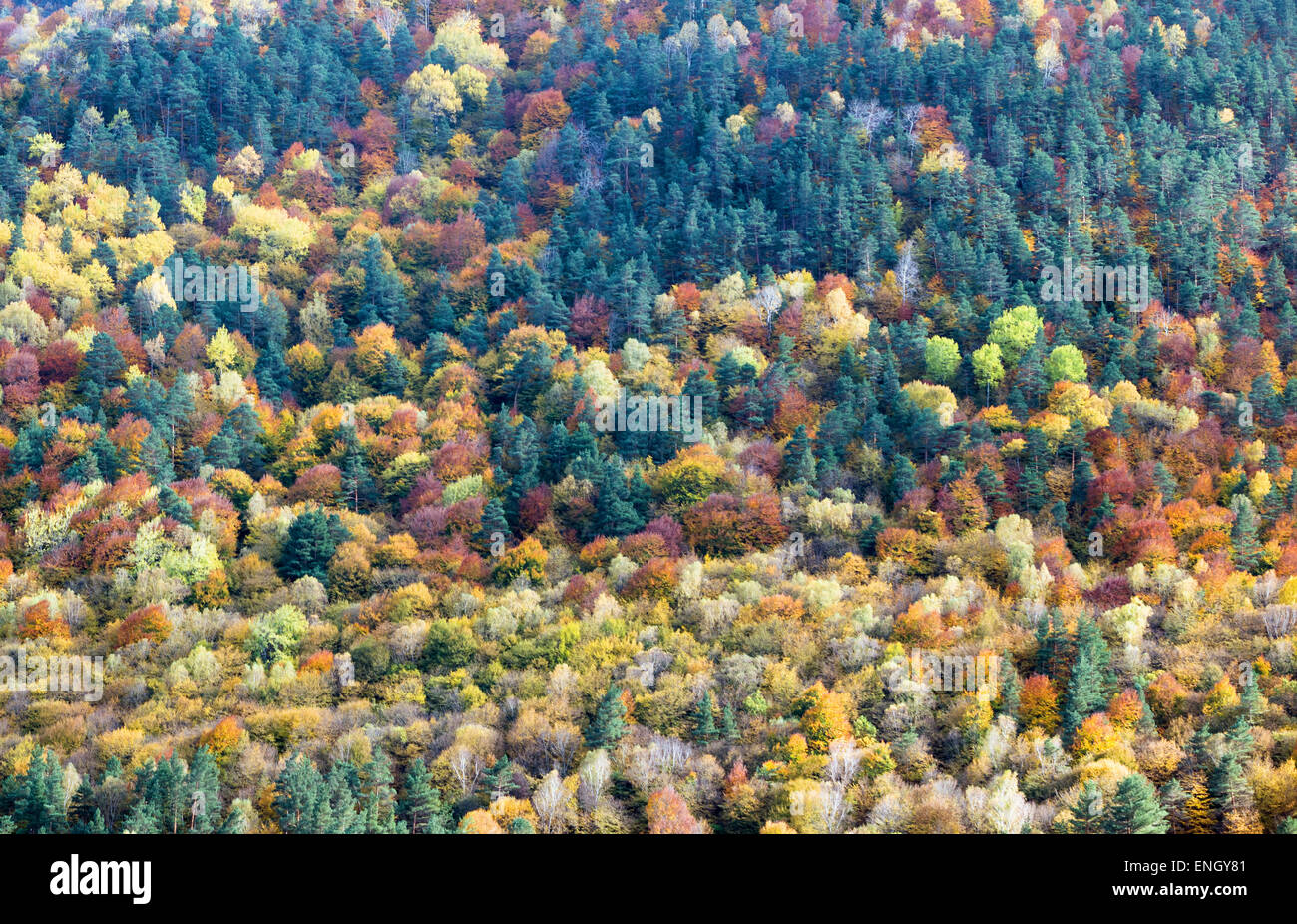 Treeline russia hires stock photography and images Alamy