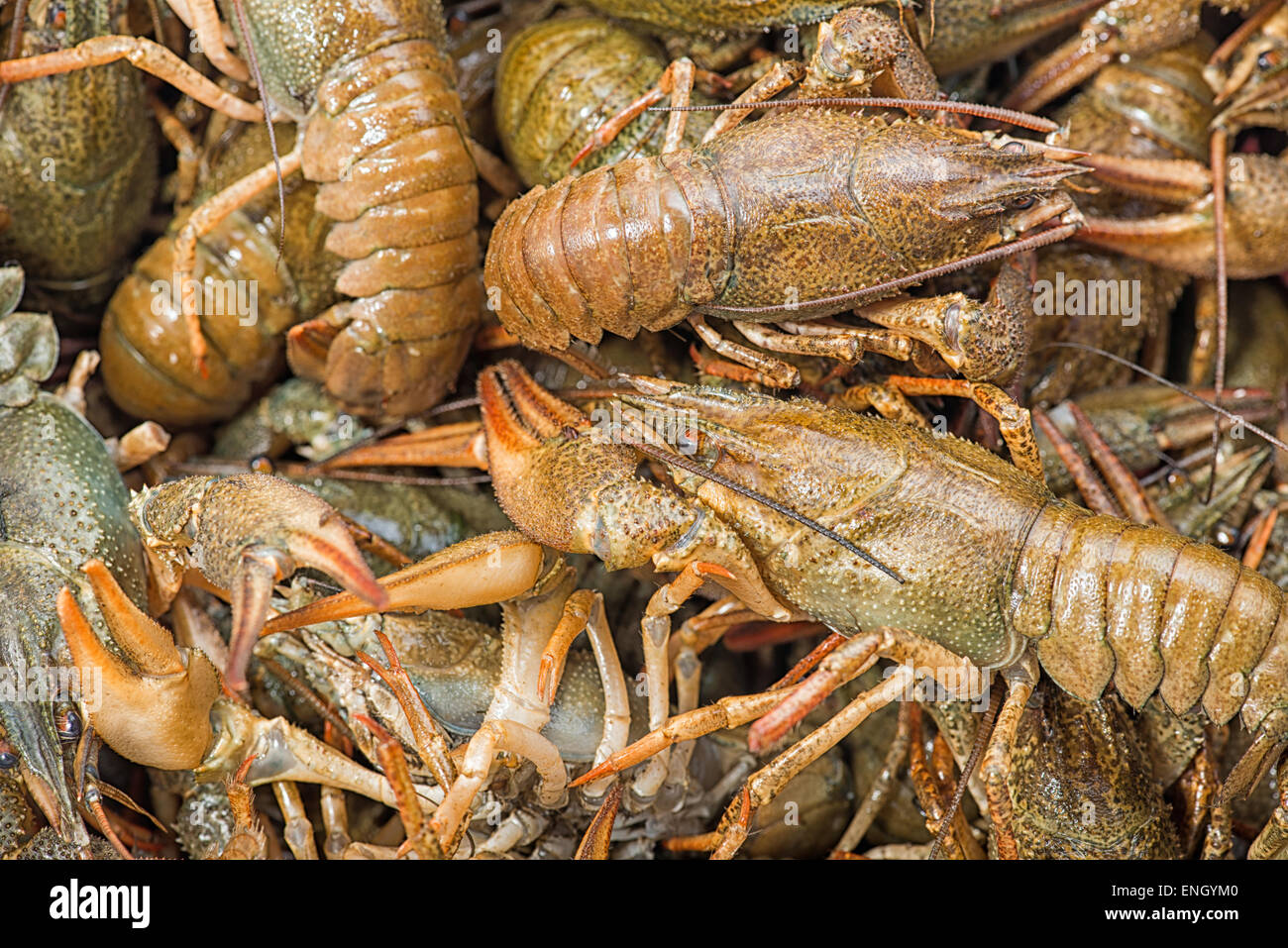 Background of the heap of live crawfish Stock Photo