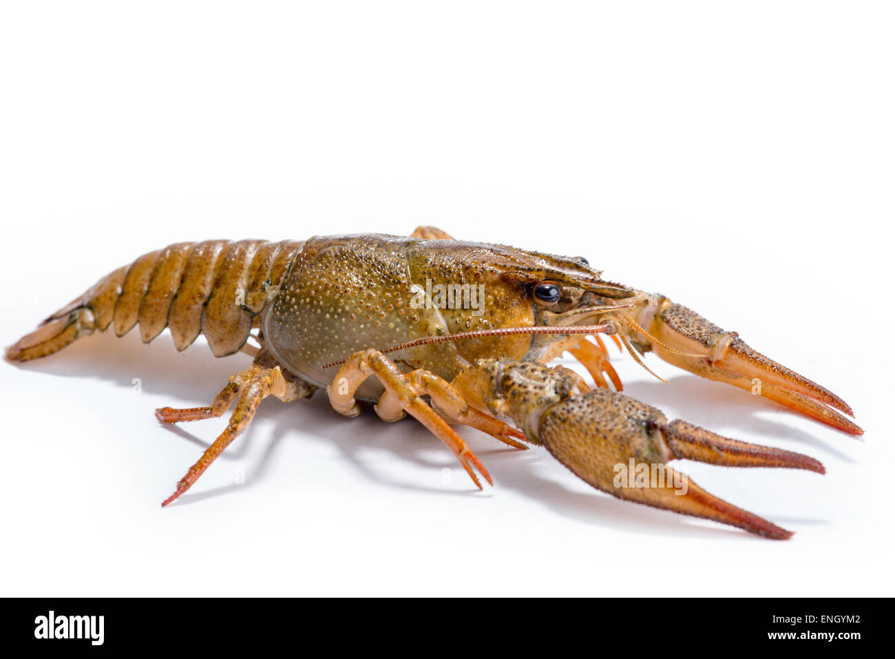 alive crayfish isolated on the white background Stock Photo