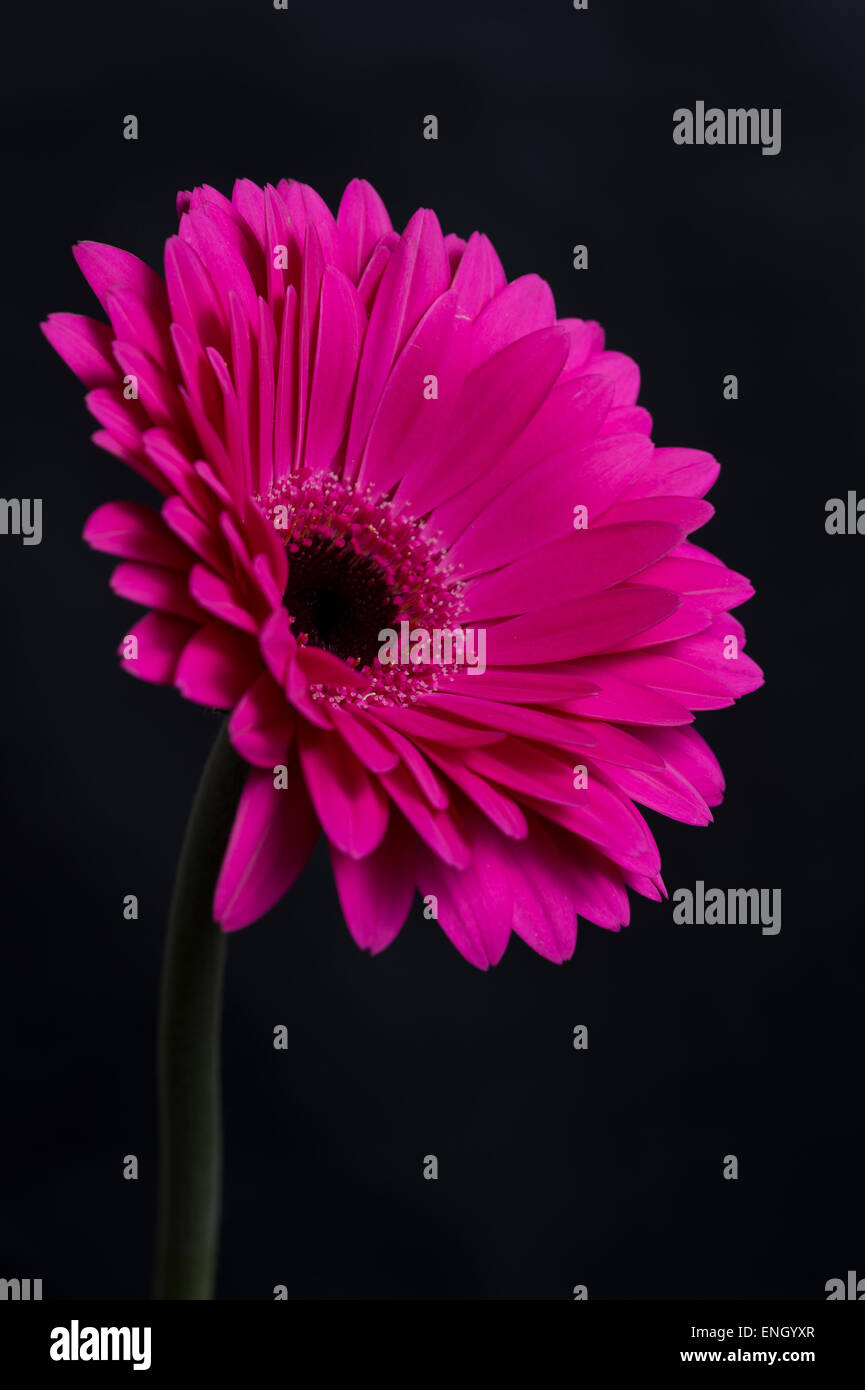 A Selection Of Different Coloured Gerbera Daisies.Very Popular at Weddings and In Flower Arrangements Stock Photo