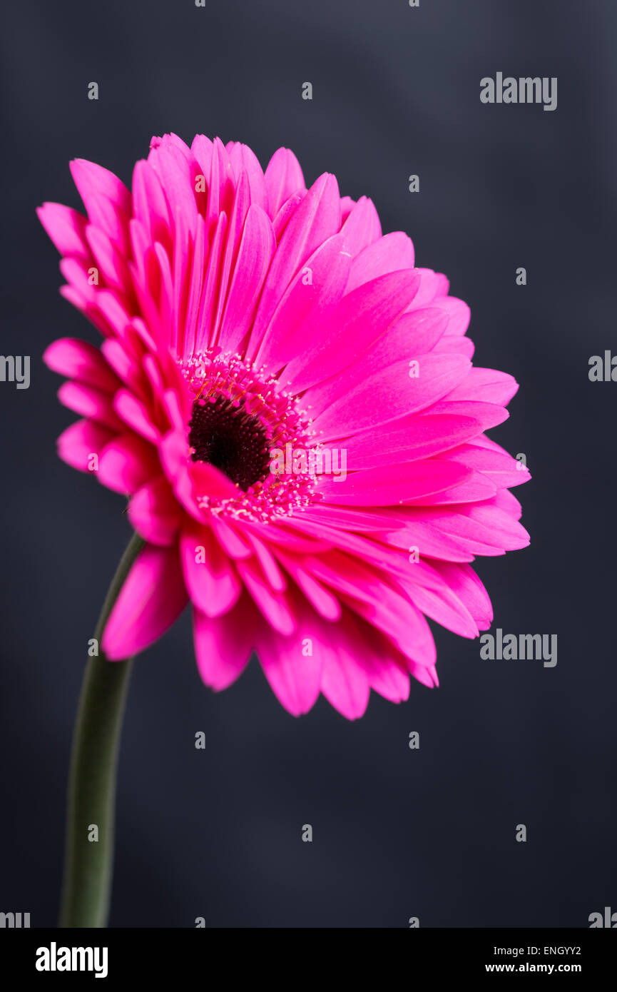 A Selection Of Different Coloured Gerbera Daisies.Very Popular at Weddings and In Flower Arrangements Stock Photo