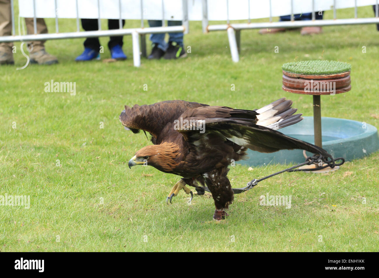 Golden Eagle at National Falconry Show, Newport UK, 2015 Stock Photo ...