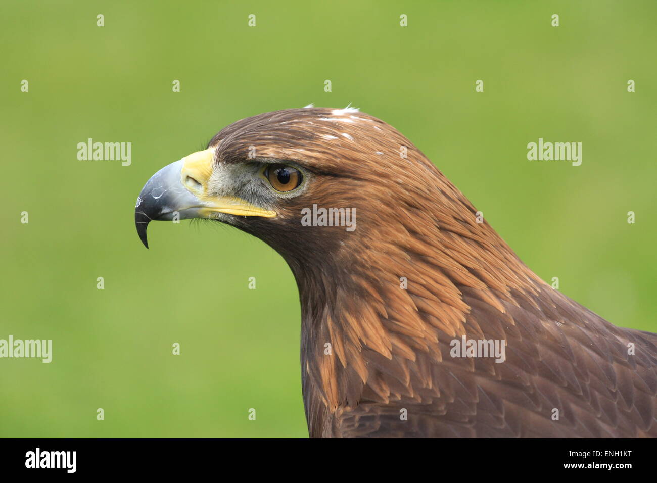 Golden Eagle at National Falconry Show, Newport UK, 2015 Stock Photo ...