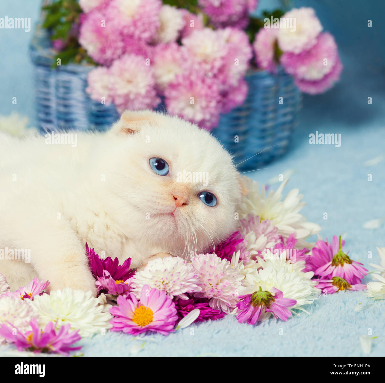 Cute kitten have a rest on the flowers Stock Photo - Alamy