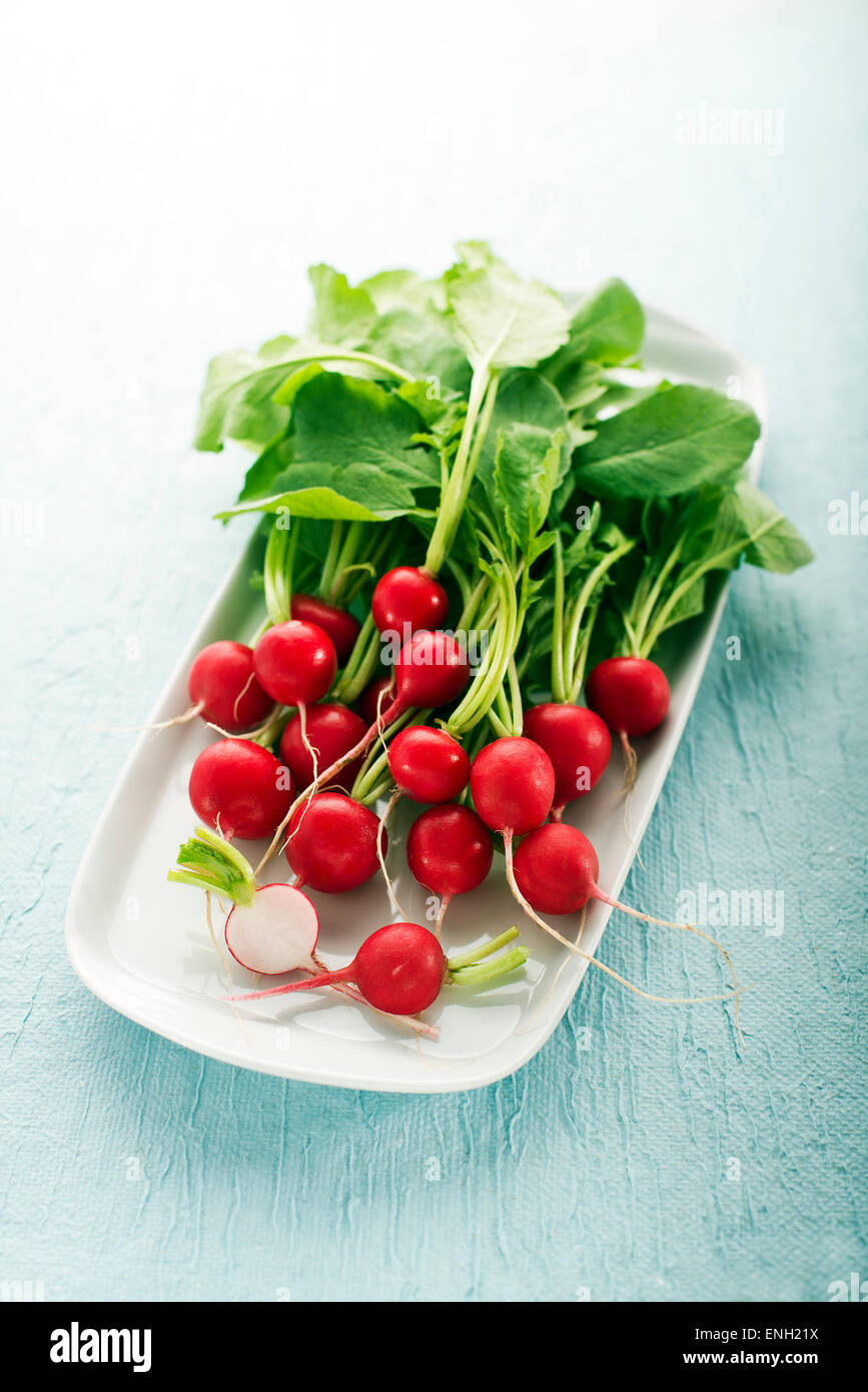 Bunch of fresh red radish on blue background Stock Photo