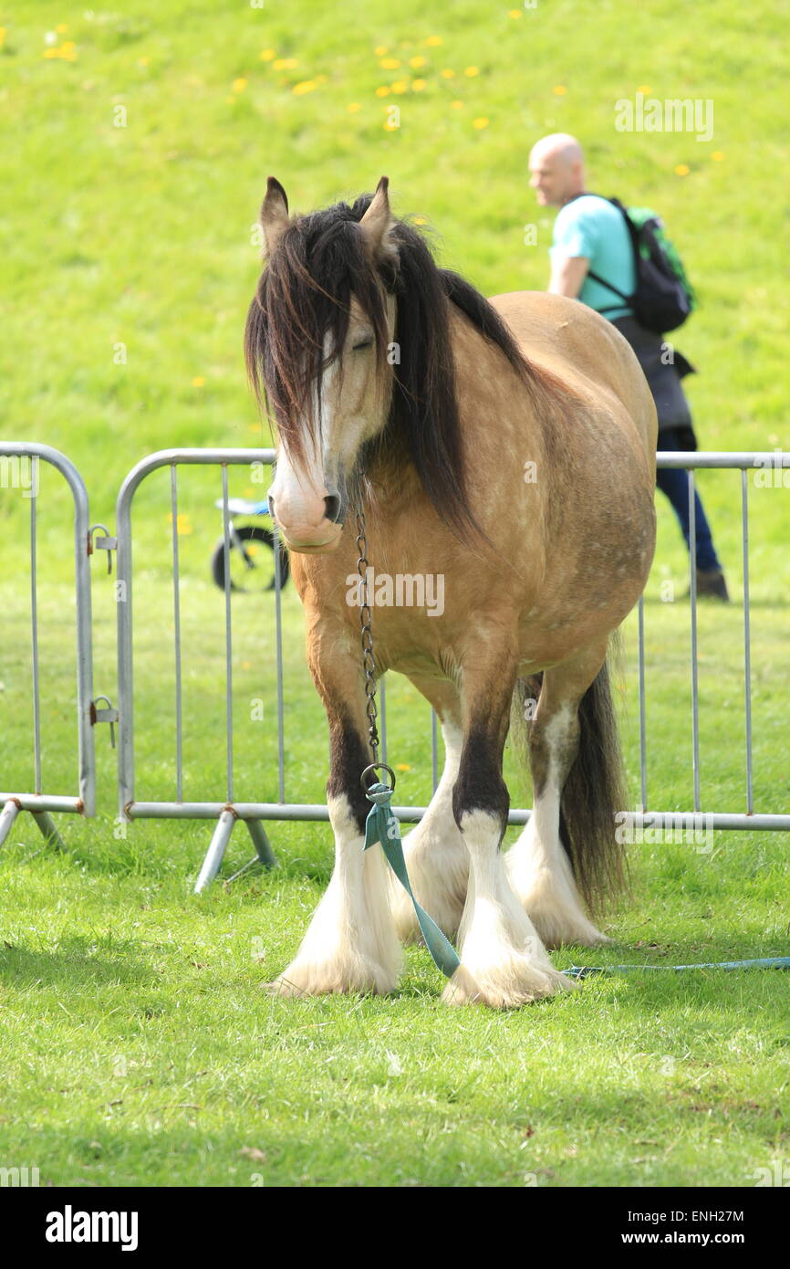 Gypsy horse and cart hires stock photography and images Alamy