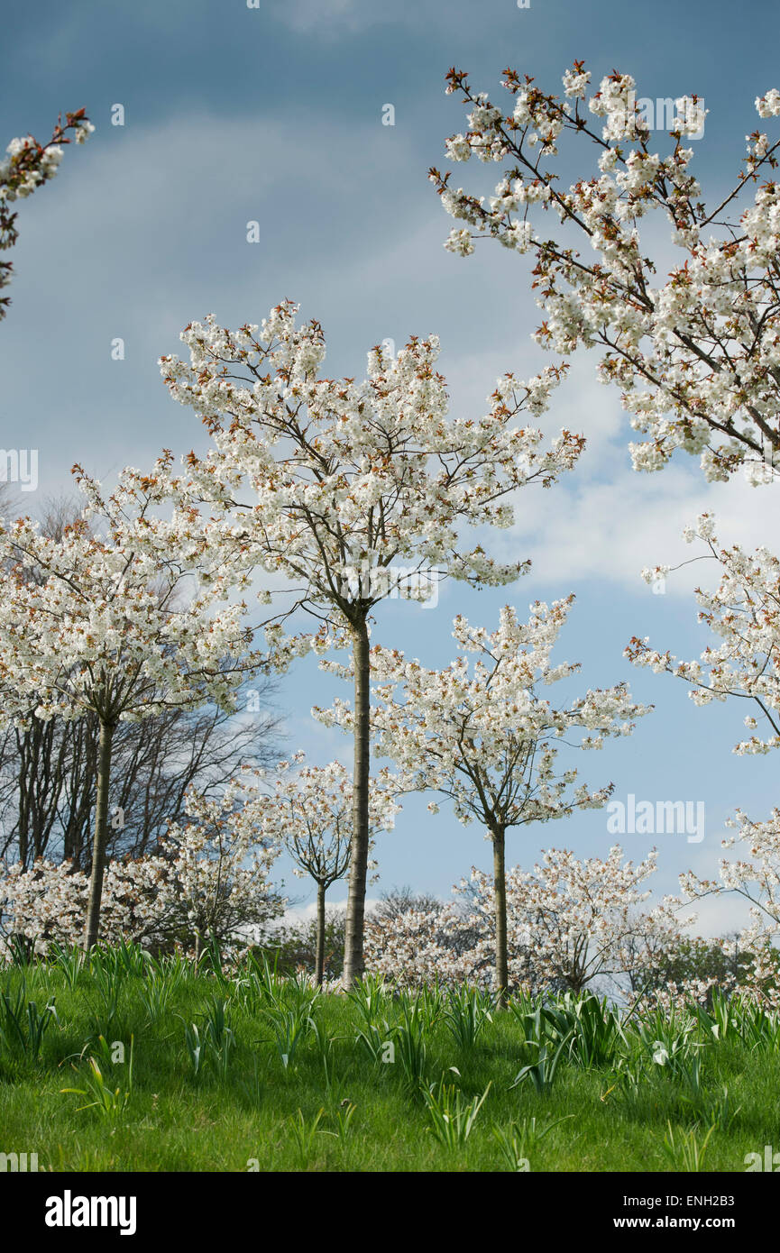 Prunus serrulata Tai Haku. Great white cherry tree orchard at Alnwick Gardens, Northumberland, England Stock Photo