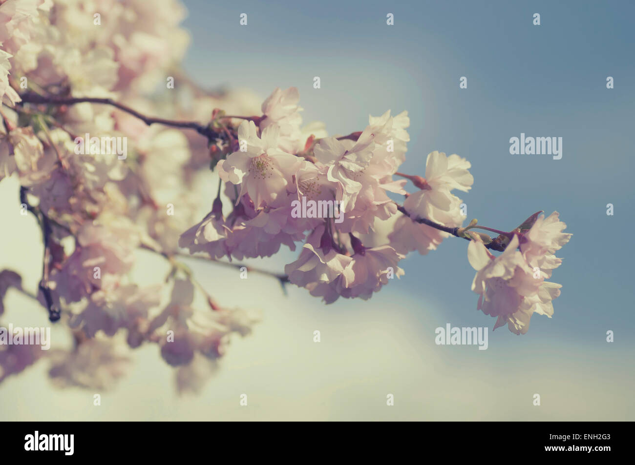 Cherry blossom against blue sky Stock Photo