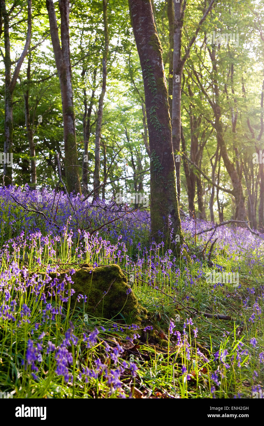 Bluebells in sunlit woods Stock Photo