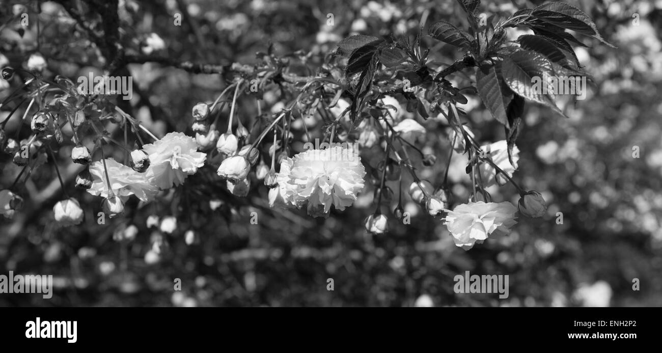 Cherry blossom tree Black and White Stock Photos & Images - Alamy
