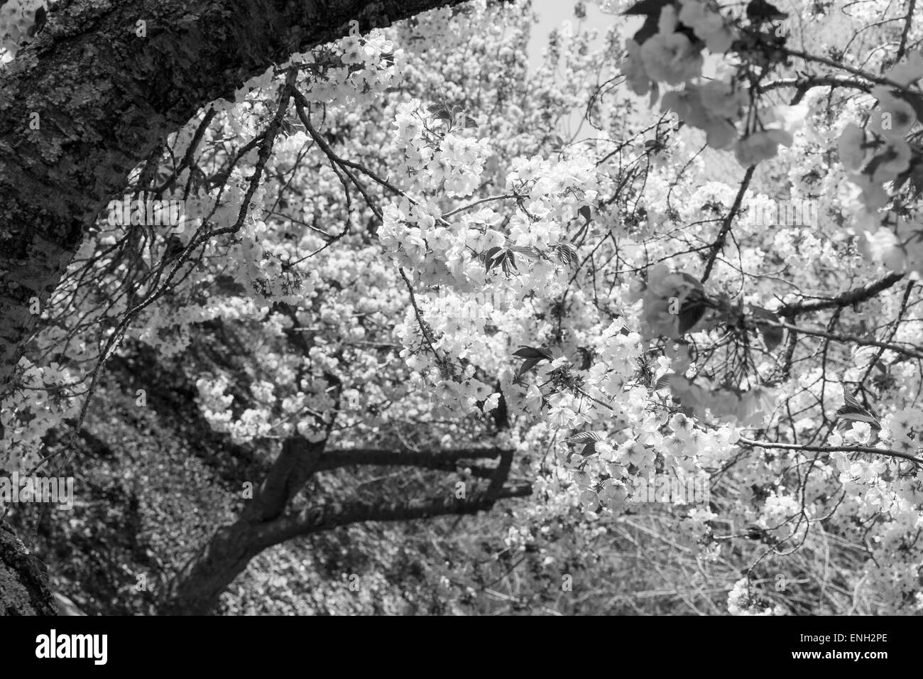 Cherry blossom tree Black and White Stock Photos & Images - Alamy