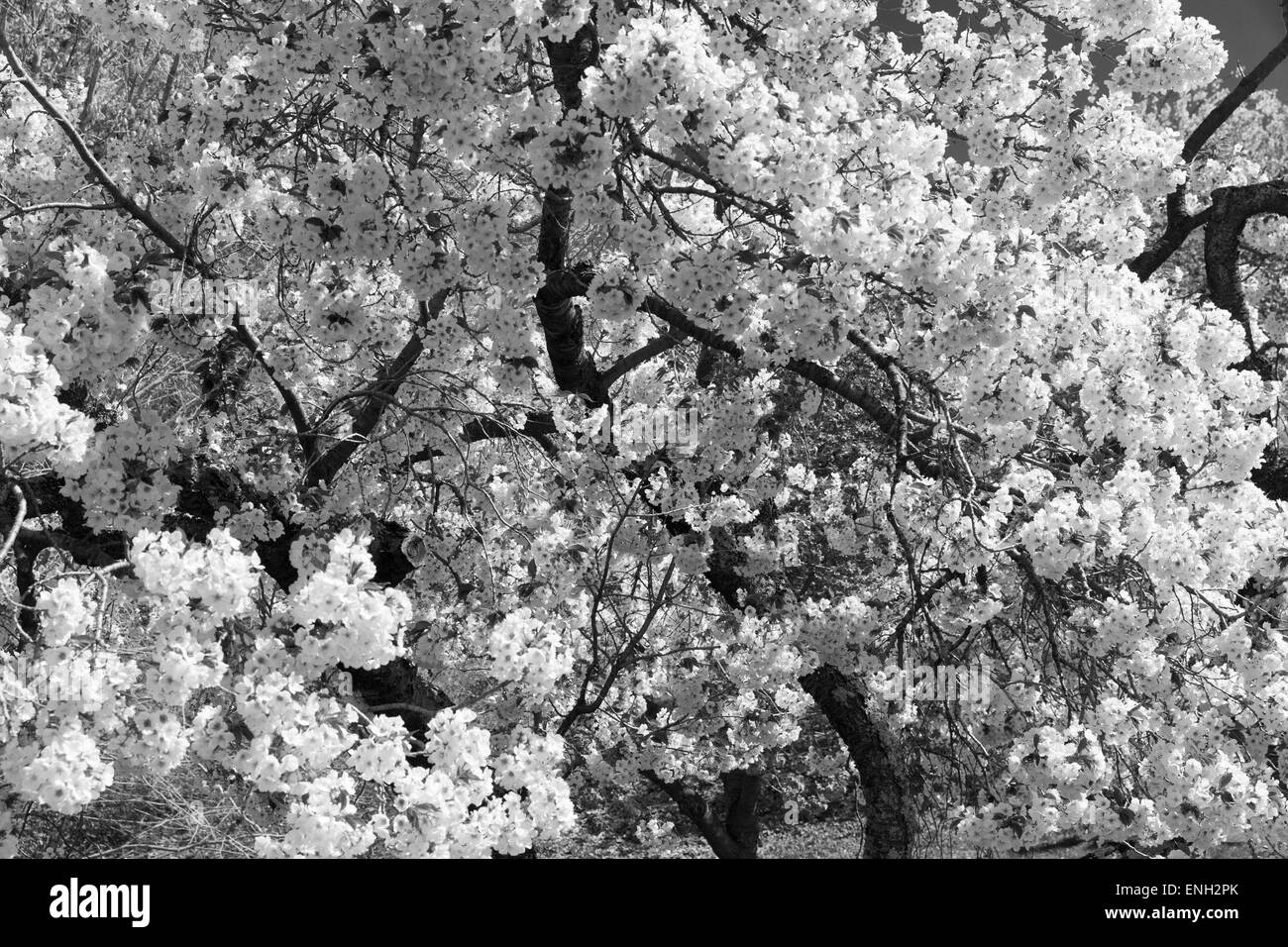 Spring: cherry trees are blooming Stock Photo