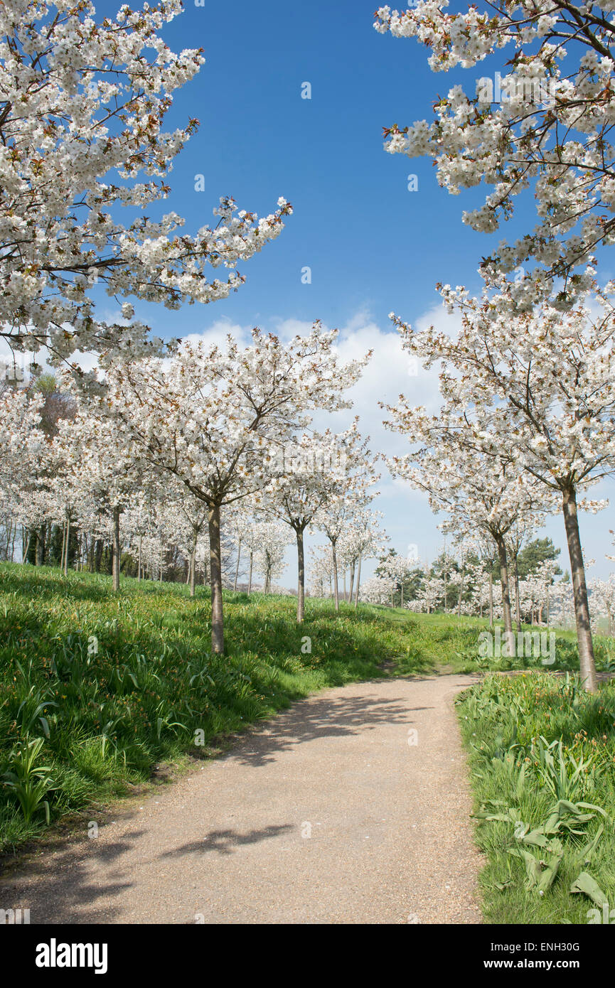 Prunus serrulata Tai Haku. Great white cherry tree orchard at Alnwick Gardens, Northumberland, England Stock Photo